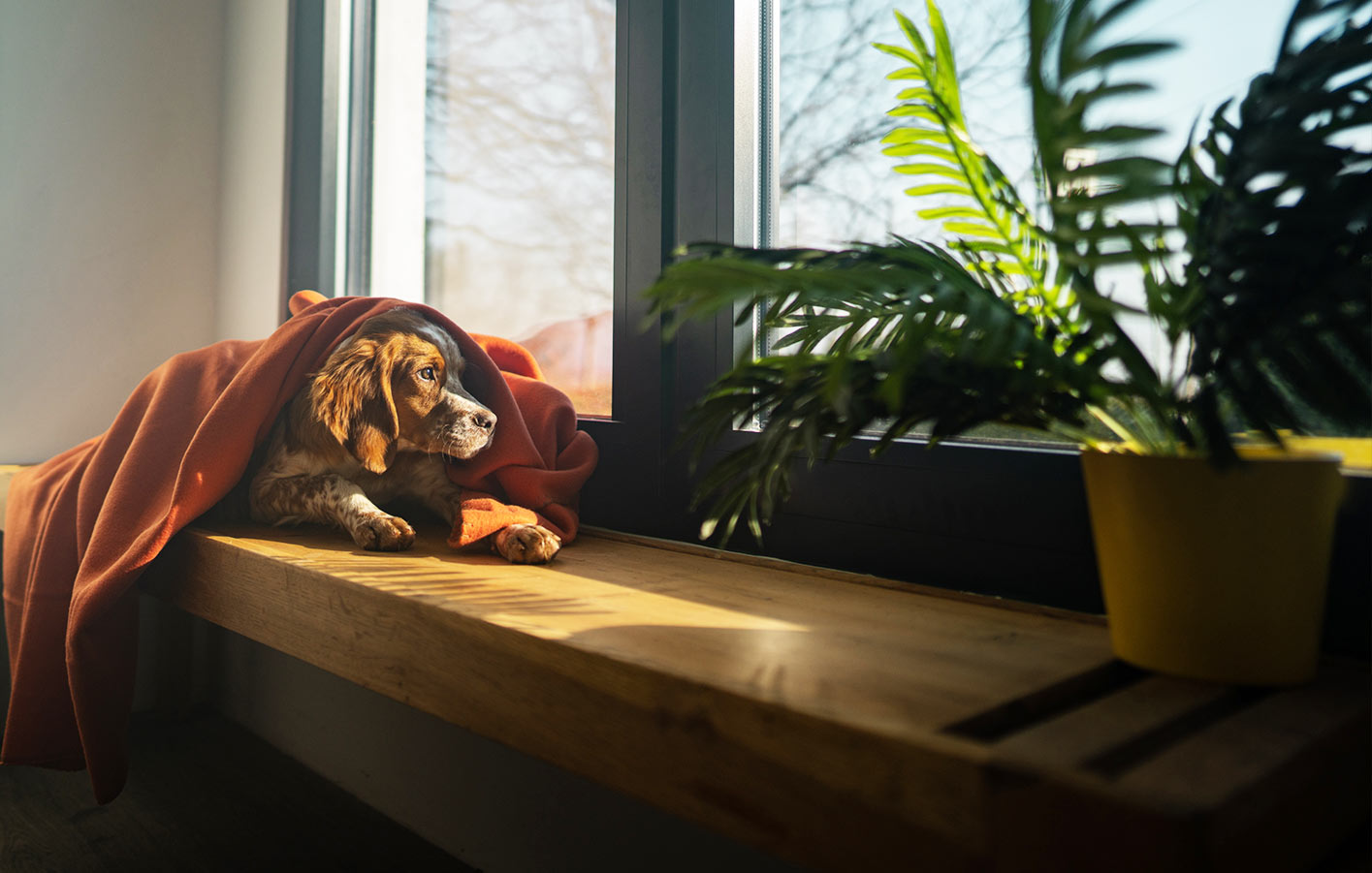 Hund auf Fensterbank